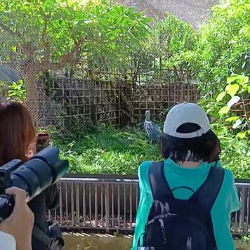 上野動物園に行ってきました。３　ハシビロコウの記事動画