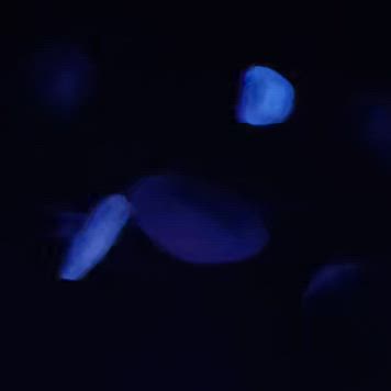 サンシャイン水族館　アクアリウム編　クラゲ　海月　水母の記事動画