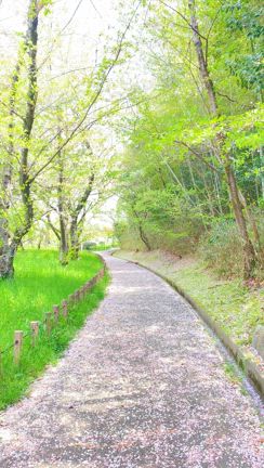桜　鳥のさえずり　空気が美味しいの記事動画