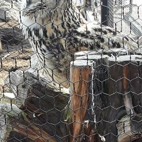 わしミミズクの　ホォー‼の画像
