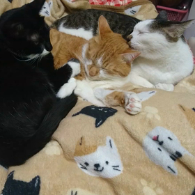 ほっこり、まったり。の画像