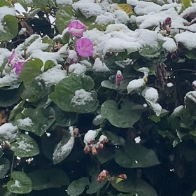 朝顔と牡丹雪の画像