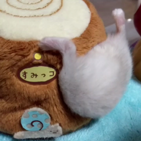 ミカンちゃんの画像