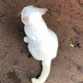 ルネちゃんの画像