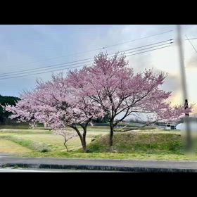入学おめでとうの画像