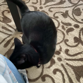 おーちゃんの訴えの画像