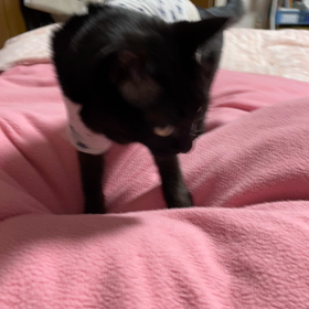 おーちゃんのベッド事情の画像