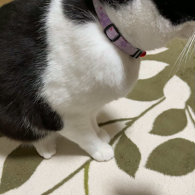 だぁ～れの？の画像