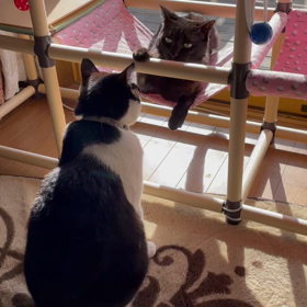 頑張る黒猫の画像