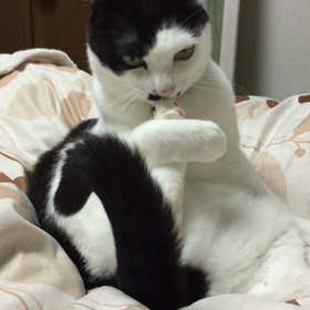 ２日間無事でしたの画像