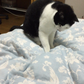 何かいるの！の画像