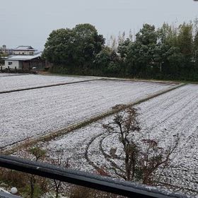 まさかの❄️の画像