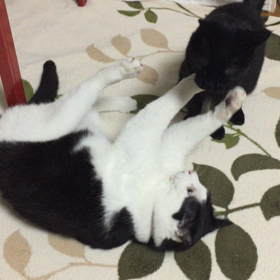 寿司食いねぇ〜♪の画像