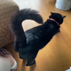 うるさいんですっ！の画像
