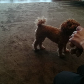 狩猟犬？(^^)の画像