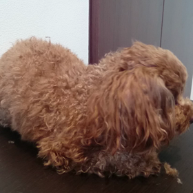トリミング(^-^)前足編の画像