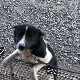 里親募集中の画像