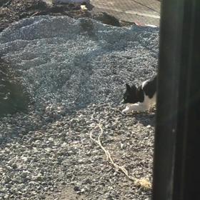 ペットボトルで遊ぶモモちゃんの画像