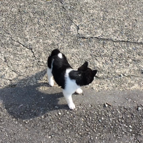 モモちゃんの画像