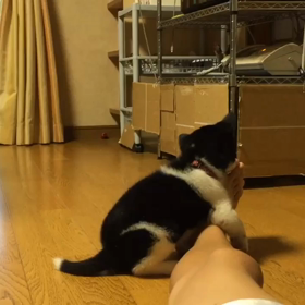 甘噛み？の画像