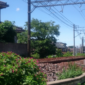本線特急が駆け抜けるの画像