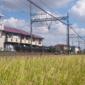 のどかな田園風景の画像