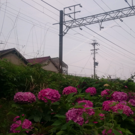 梅雨空の名古屋をポケモンが駆け抜けるの画像