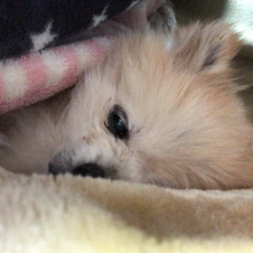 コロ頑張る！の画像