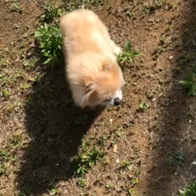 久しぶりの昼間の外！走るなっ…てば…鳥に威嚇された？の画像