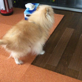 コロ吠える！(^^)の画像