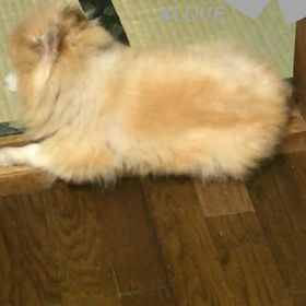 ギリギリが好きなコロの画像