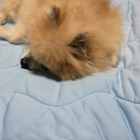 先程また倒れての画像