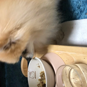 ごはん〜の画像
