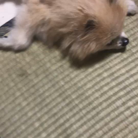 コロ倒れるの画像