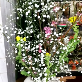 お雛祭りmovies☆の画像