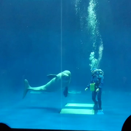 海洋館＊水族館。.:o〇の記事動画