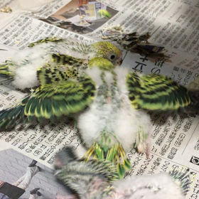 やばいよ(＞人＜;)の画像