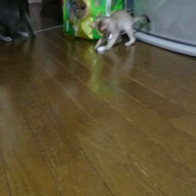 安上がりの画像