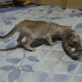 ほぉ～っの画像
