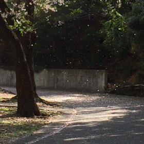 桜の花びらが舞ってます！の画像