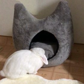 楽しいのみっけの画像