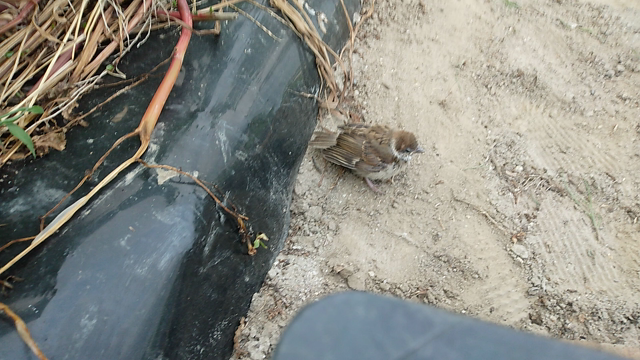 朝活から夕活まで…ﾍﾄﾍﾄの記事動画