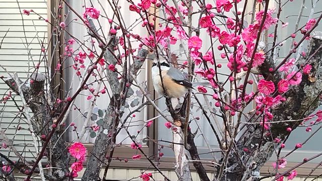 果樹や紫陽花を移植しました。の記事動画