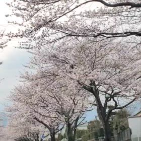 さくら道の画像