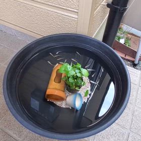 今年はねの画像