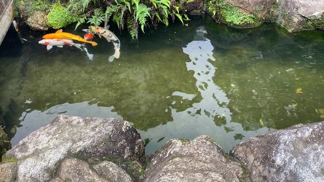 福岡を歩いてきました…の記事動画