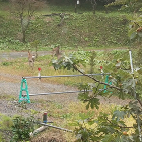 鹿のファミリーの画像