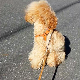 ビビりさんぽの画像