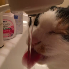 がぶ飲みの画像