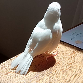 *ピーチの画像